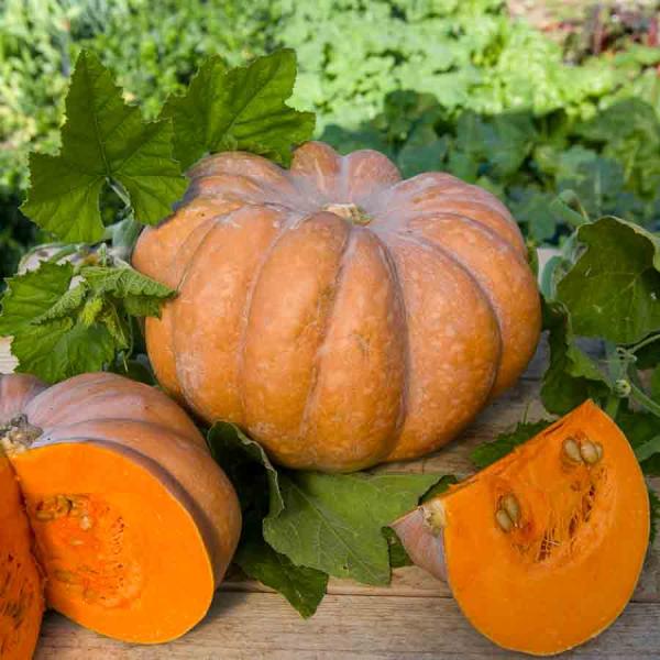 Potagères - Courge Musquée de Provence - Légumes d'Autrefois - face recto